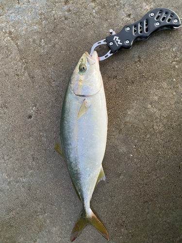 イナダの釣果