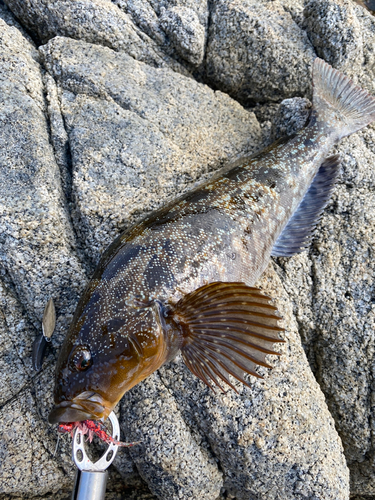 アイナメの釣果