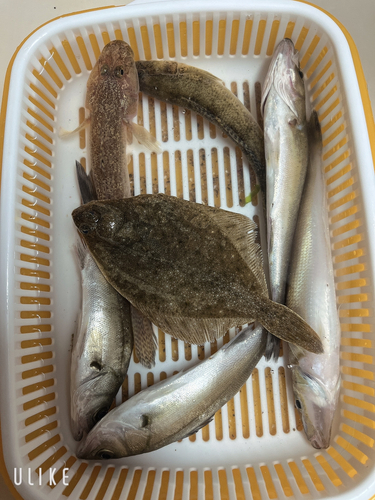 カレイの釣果