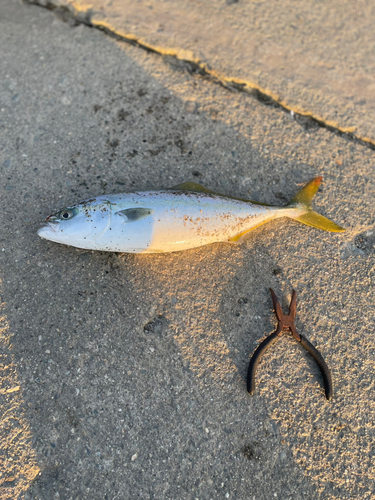 イナダの釣果