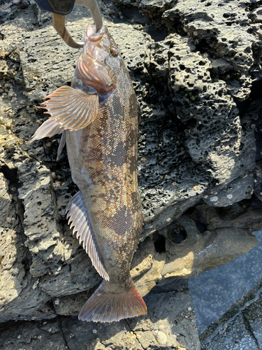 アイナメの釣果