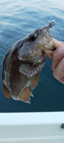 エゾメバルの釣果