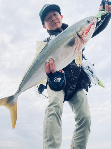 ハマチの釣果