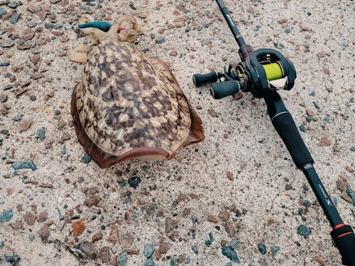 モンゴウイカの釣果