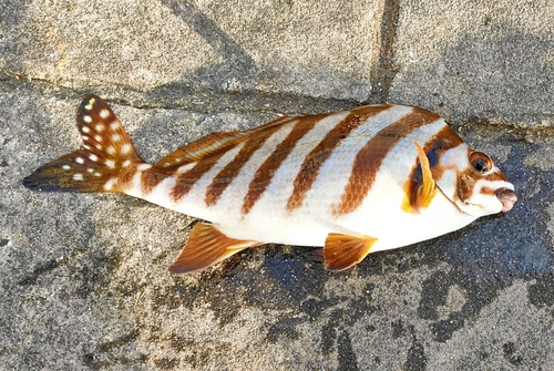 タカノハダイの釣果