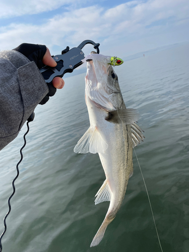 セイゴ（マルスズキ）の釣果