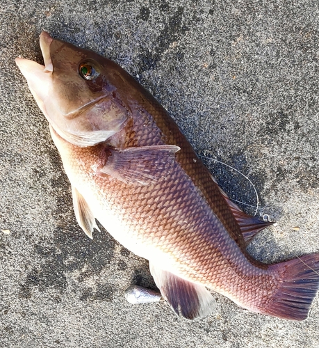 コブダイの釣果