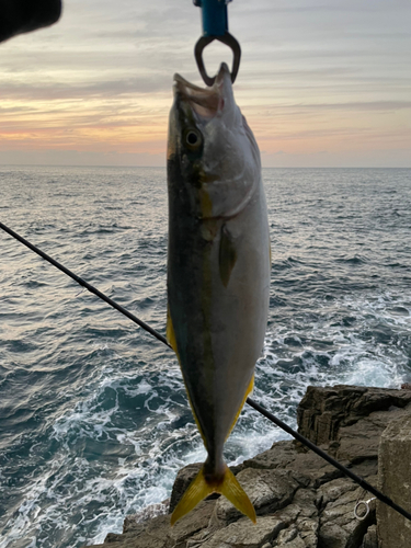 ツバスの釣果