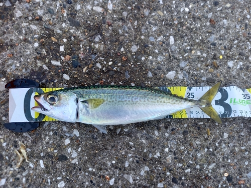 サバの釣果