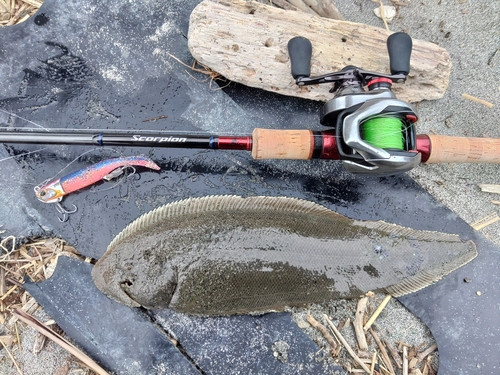 シタビラメの釣果