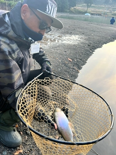 レインボートラウトの釣果