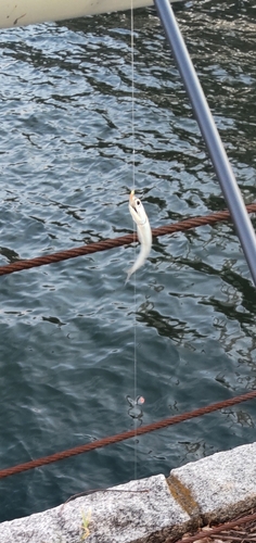 カタクチイワシの釣果