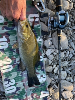 スモールマウスバスの釣果