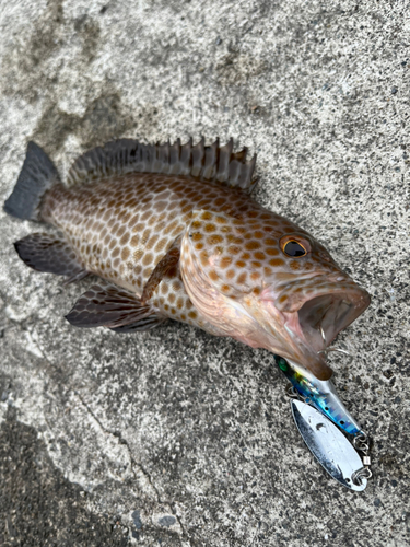 オオモンハタの釣果