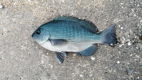 メジナの釣果