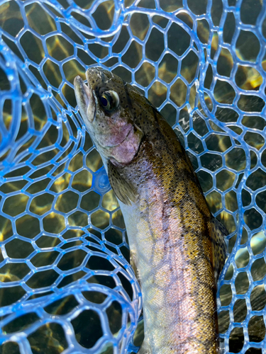 ニジマスの釣果