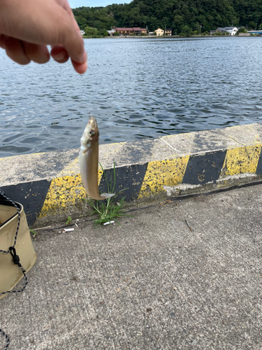 キスの釣果