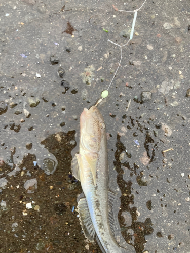 マハゼの釣果