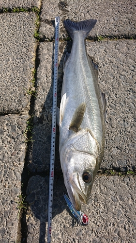 シーバスの釣果