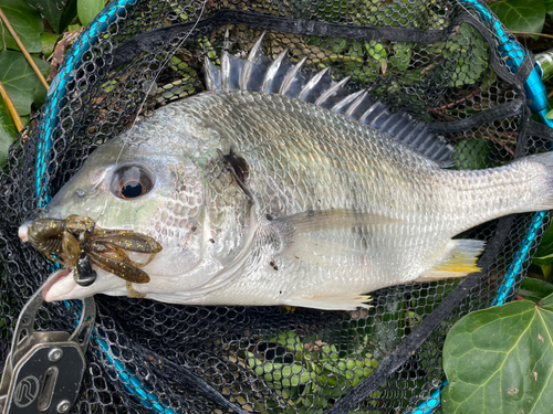 キビレの釣果