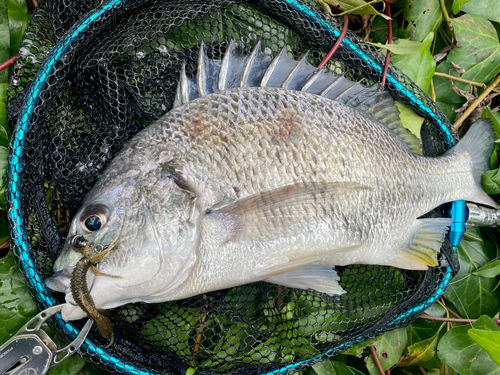 キビレの釣果