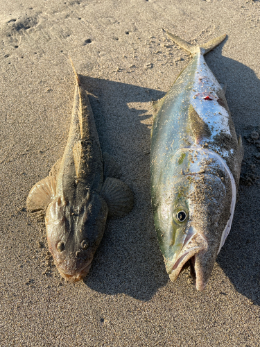 ワラサの釣果