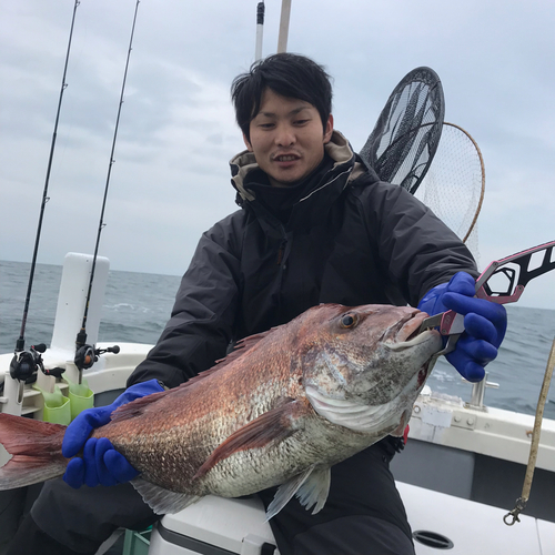 マダイの釣果