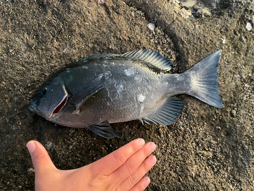 グレの釣果