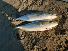 ハマチの釣果