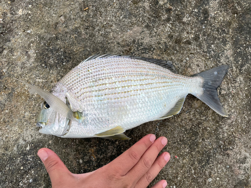 ヘダイの釣果