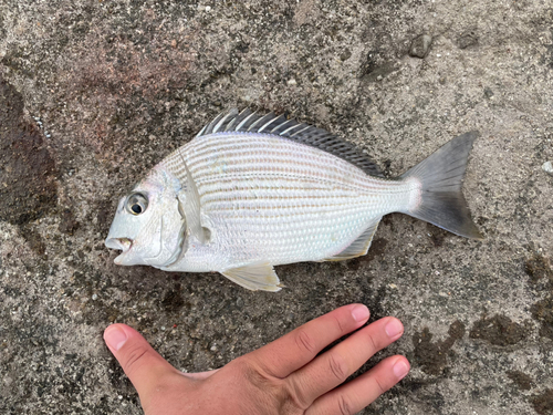 ヘダイの釣果