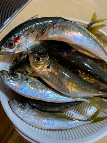 アジの釣果