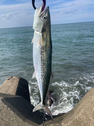 サゴシの釣果