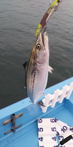 サゴシの釣果