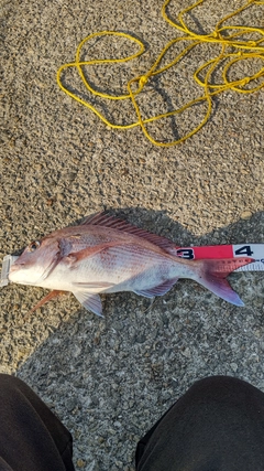 マダイの釣果