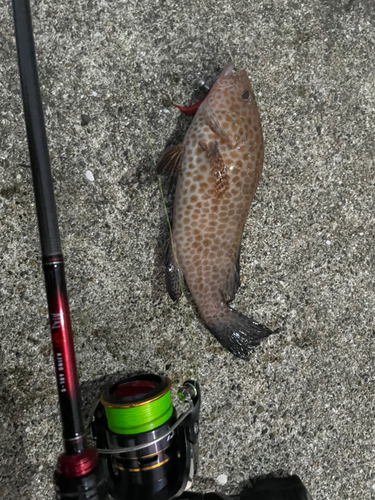 オオモンハタの釣果