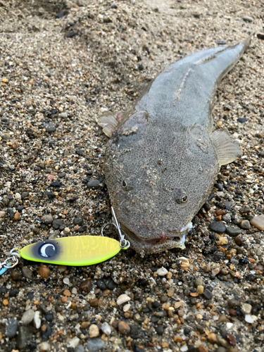 マゴチの釣果