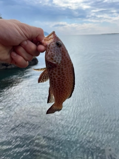 オオモンハタの釣果