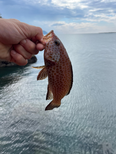 オオモンハタの釣果