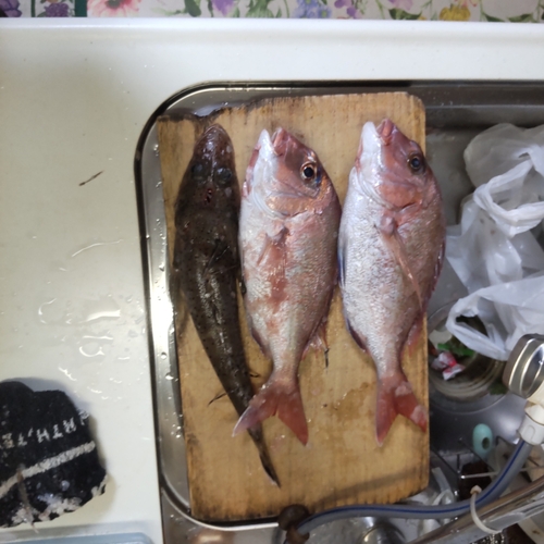 タイの釣果