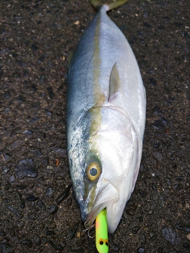 ブリの釣果