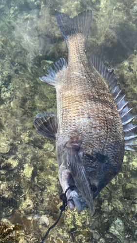 クロダイの釣果