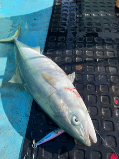 メジロの釣果