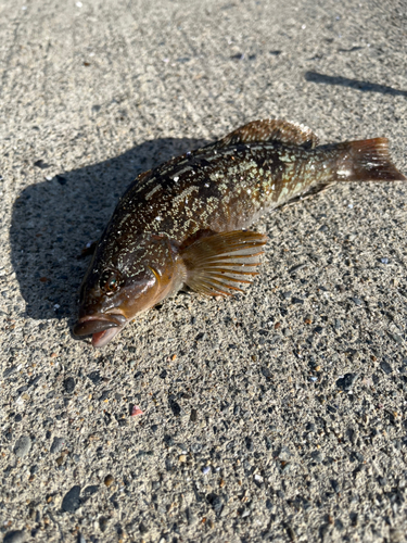 アイナメの釣果