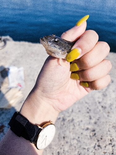 ハゼの釣果