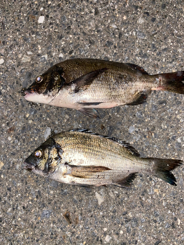 チヌの釣果