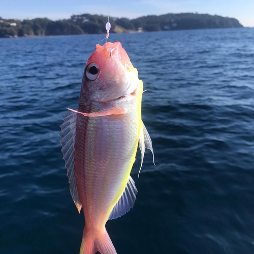 ソコイトヨリの釣果