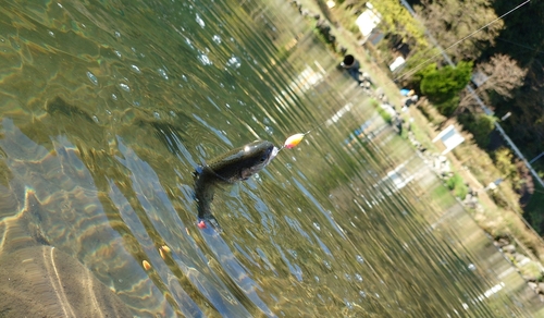 ニジマスの釣果