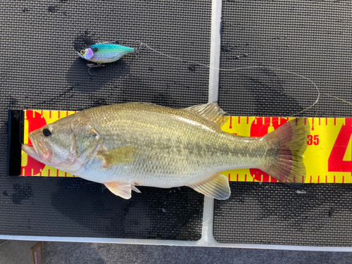 ブラックバスの釣果