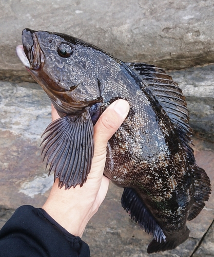 アイナメの釣果